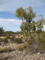 322-IMG_1896.JPG.small.jpeg