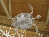 328-IMG_1914.JPG.small.jpeg
